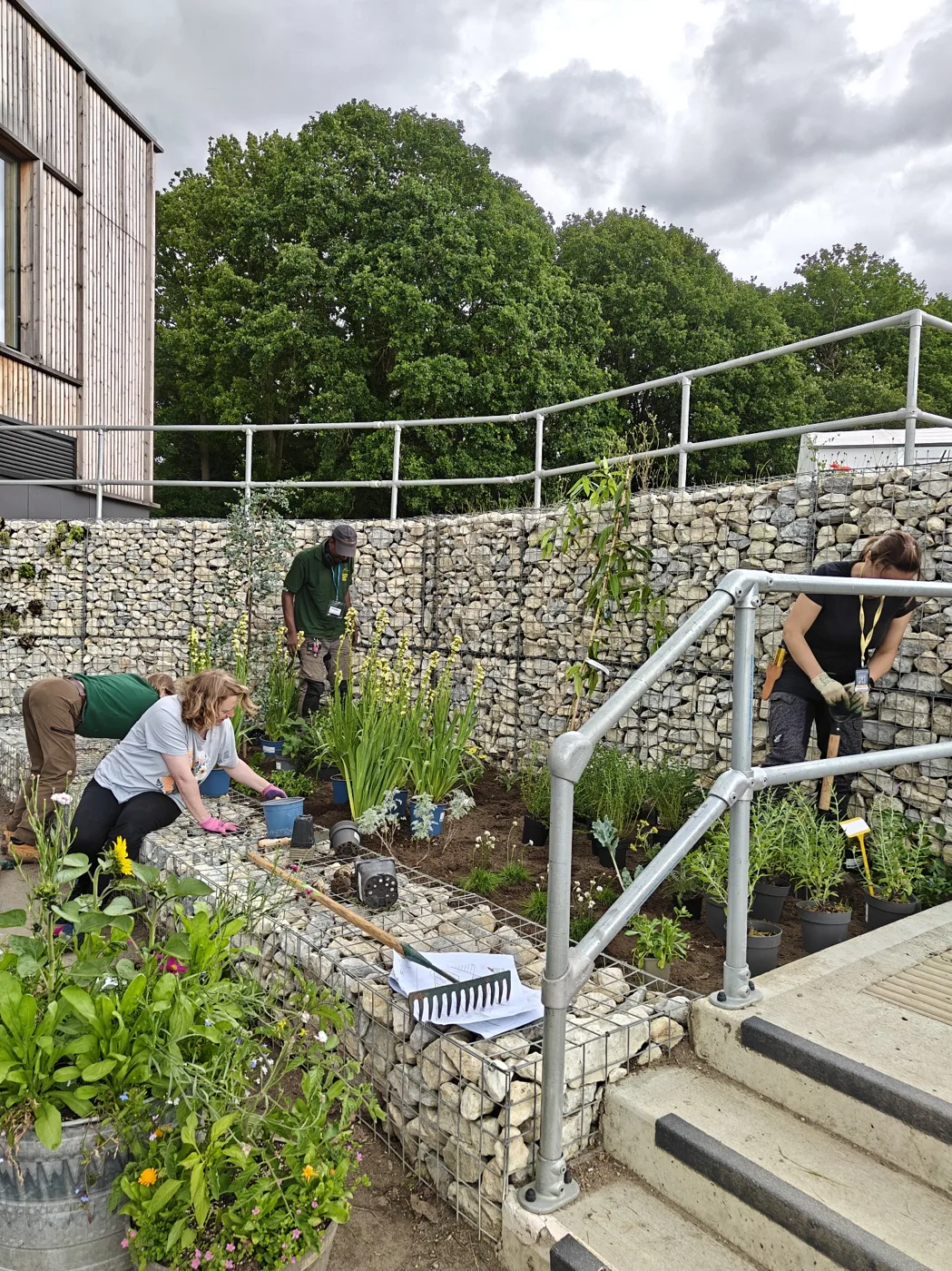 Students and staff planting a new border beside gabion walls at Capel Manor College's Mottingham campus